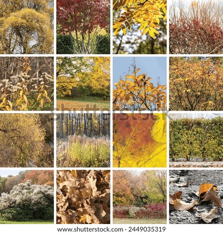 Beautiful autumn landscapes. Autumn collage showing different autumn pictures. A square collage.