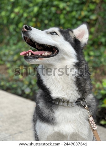 A side profile of a happy Siberian Husky dog with blue eyes smiling, showing teeth and tongue, on leash, with a pearl necklace with green leaves background