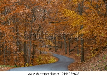 Forest in the fall with yellow and orang leafs.