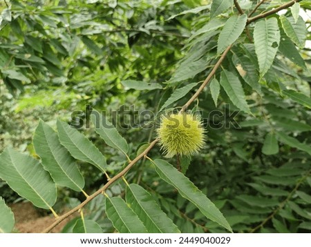 chestnut tree. green chestnuts growing on a tree look like hedgehogs. natural green background of chestnut leaves and fruit