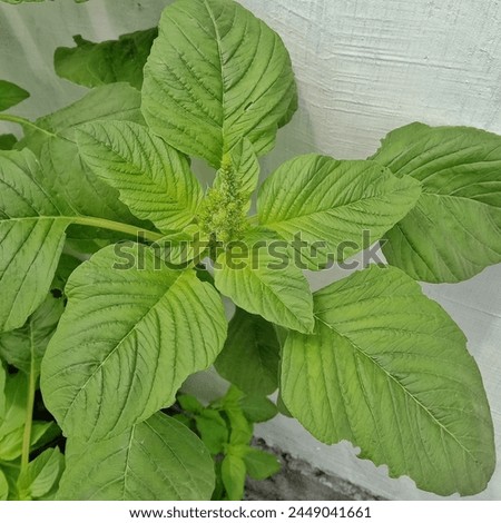 A Close-up view of Amaranthus viridis Known as Green Amaranth  Royalty-Free Stock Photo #2449041661