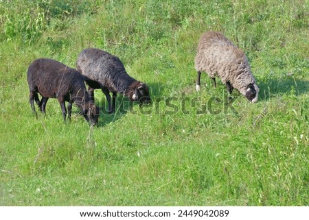 Three sheep eating grass on lawn
