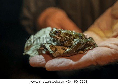 Toad in hands. Common toad at night. One European toad. Bufo bufo.