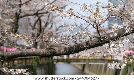 Japanese spring cherry blossom photography.