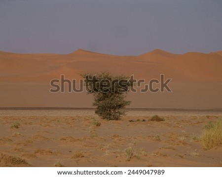 Libyan desert.  The south of Libya is the largest open gallery in the world. 