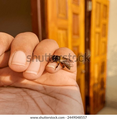 Closeup of honeybee sitting in human hand, nature photography, bees wallpaper 