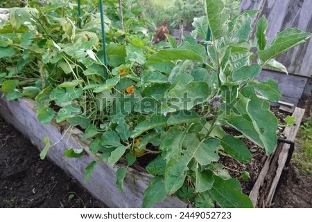 Green leaves of aubergine with blooming petals organically grown in hothouse under sunlight at countryside Royalty-Free Stock Photo #2449052723