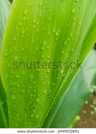 photo of raindrops on green leaves