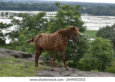 In an enchanting karst area, a horse stands majestically on a black volcanic rock mixed with unique karst formations. With a backdrop ricefield green, this view is beautiful.