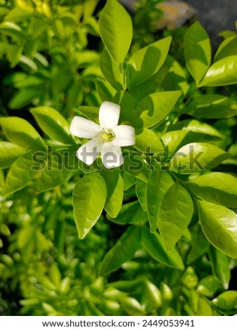 White orange jessamine flowers are blooming, murraya paniculata flowers, with a background of blurry green leaves Royalty-Free Stock Photo #2449053941