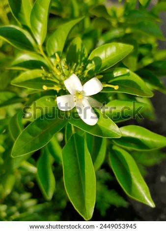 White orange jessamine flowers are blooming, murraya paniculata flowers, with a background of blurry green leaves Royalty-Free Stock Photo #2449053945