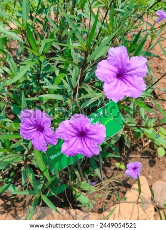 close-up of three Ruellia simplex(Ruellia coerulea,Ruellia brittoniana,Ruellia tweedyana,Ruellia spectabilis)purple flowers,side or straight ankle view ultrahd hi-res jpg stock image photo picture 