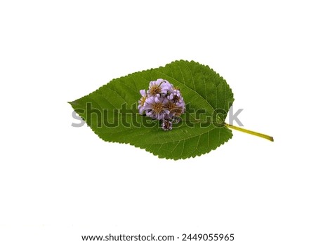 Green leaf and pink flower isolated on a white background