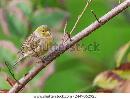 Atlantic canary, (Serinus canaria), on a branch, in Tenerife, Canary islands Royalty-Free Stock Photo #2449062925