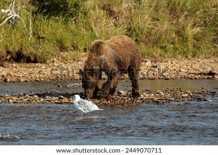 Alaska, grizzly bear catching salmon in a river-Lake Clark National Park, United States
