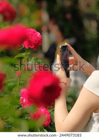 woman taking a picture of red rose