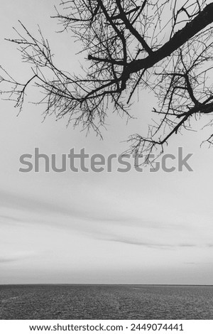 Sea horizon. A tree with branches without leaves on a blue sky and sea background. Dramatic sky over the old lonely tree. place for text. Black and white photo