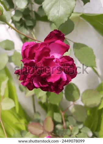 Red Rose in the garden| beautiful red Rose picture 2024. 