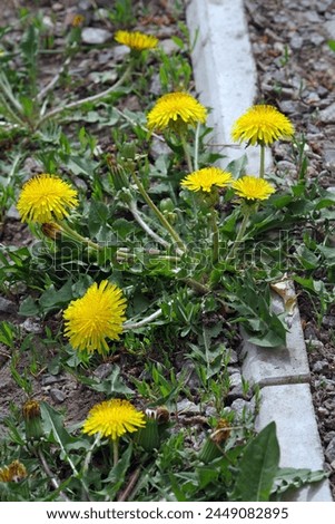 plants destroying the parapet on the sidewalk. blooming dandelions growing on the parapet in the city Royalty-Free Stock Photo #2449082895
