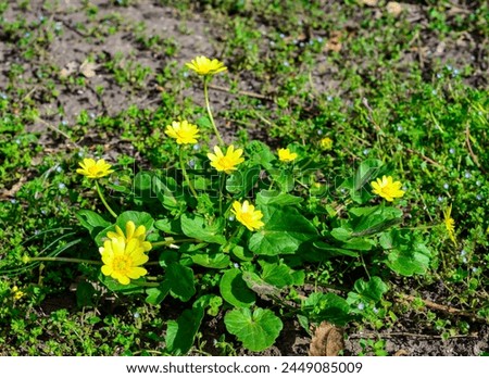 Ficaria verna (Ranunculus ficaria, 	Ranunculaceae), commonly known as lesser celandine or pilewort Royalty-Free Stock Photo #2449085009