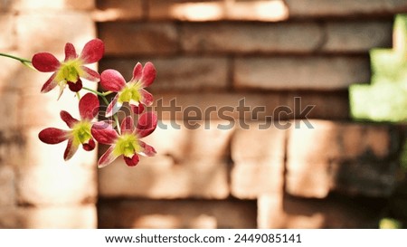 the beauty of red orchids