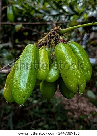 Averrhoa Bilimbi, Indonesian Fruit, Green, Agriculture, Cucumber Tree  Royalty-Free Stock Photo #2449089155