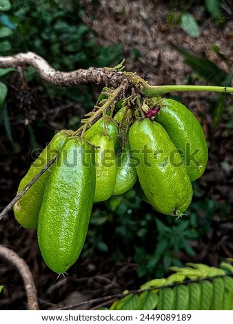 Averrhoa Bilimbi, Indonesian Fruit, Green, Agriculture, Cucumber tree Royalty-Free Stock Photo #2449089189