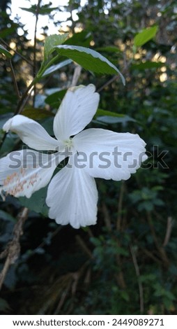 Hibiscus 'Dainty White' in Kerala Royalty-Free Stock Photo #2449089271