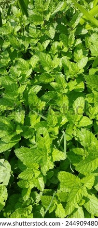 Bigleaf mint has a strong minty smell and is often used in cooking and herbal tea. It can grow in full to part sun, with medium to moderately dry moisture, and prefers fertile soil.  Royalty-Free Stock Photo #2449094801