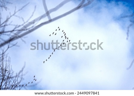 birdsong in the sky, bird migration in spring and autumn, spring Royalty-Free Stock Photo #2449097841