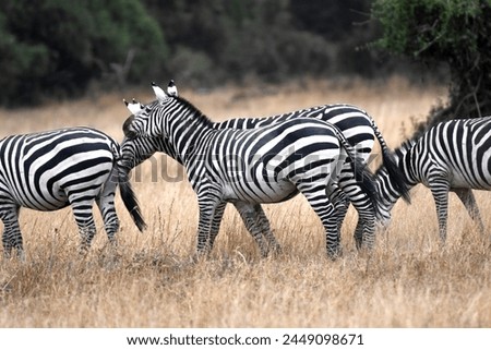 Zebras at a National Park in Kenya