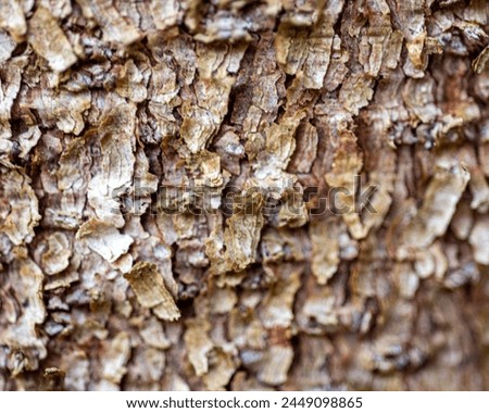 abstract texture, abstract tree growth, old tree trunk, nature prints on wood, suitable for background, spring