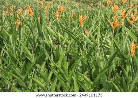 Heliconia Psittacorum flower plant on farm for sell are cash crops. this plant has medicinal properties because it contains alkaloids that act as antidiarrheal agents and anti-inflammatory agents. Royalty-Free Stock Photo #2449101173