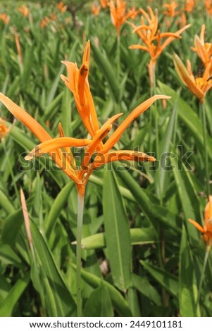 Heliconia Psittacorum flower plant on farm for sell are cash crops. this plant has medicinal properties because it contains alkaloids that act as antidiarrheal agents and anti-inflammatory agents. Royalty-Free Stock Photo #2449101181