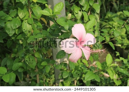 pink hibiscus flower on tree in farm for sell are cash crops. it's have antioxidants.it's help weight loss, reduce the growth of bacteria and cancer cells and support the heart and liver
