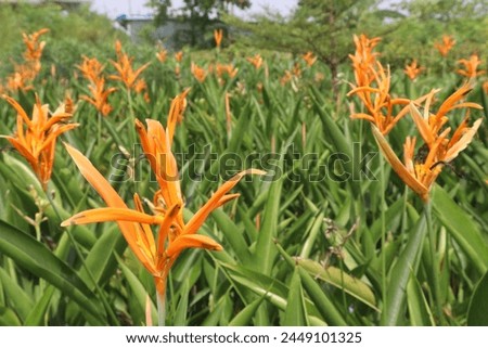 Heliconia Psittacorum flower plant on farm for sell are cash crops. this plant has medicinal properties because it contains alkaloids that act as antidiarrheal agents and anti-inflammatory agents. Royalty-Free Stock Photo #2449101325