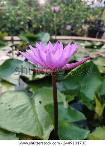 Beautiful pictures of Lotus flower 