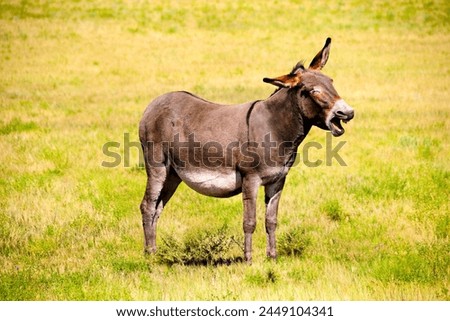Portrait picture of donkey in the grass.