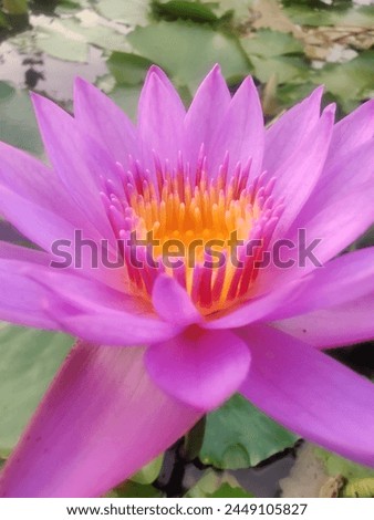 Beautiful picture of Lotus flower 