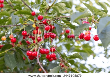 Cherry branch with red ripe berries