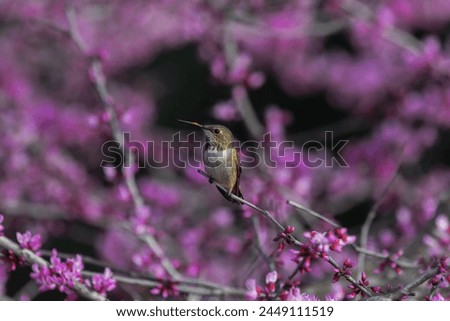 Allen’s hummingbird on a redbud tree. Royalty-Free Stock Photo #2449111519