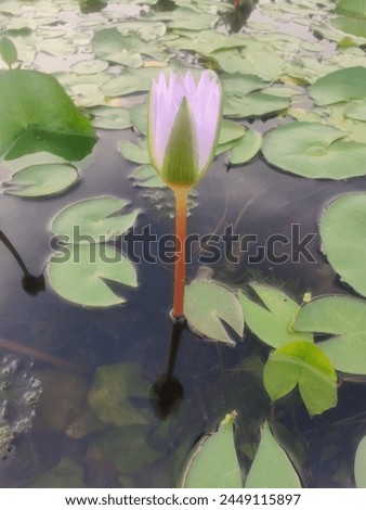 A beautiful picture of Lotus flower blossom 