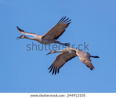 Pair of mating Sand Hill Cranes in Flight Royalty-Free Stock Photo #244912105