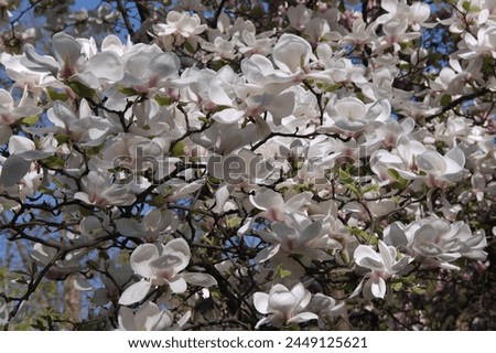Photo of blooming branches of white-pink magnolia densely covered with large flowers against a blurred background