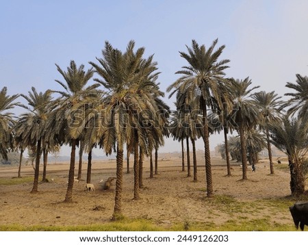 beautiful picture of palm trees