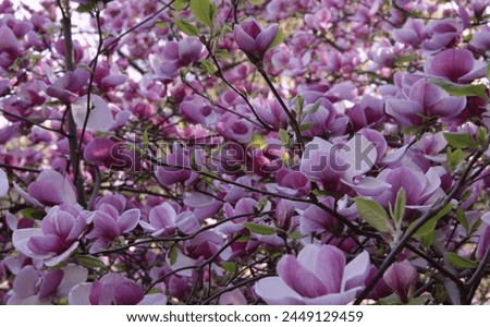 Photo of many blooming branches of a bright pink magnolia densely covered with large flowers in a park on a blurred background
