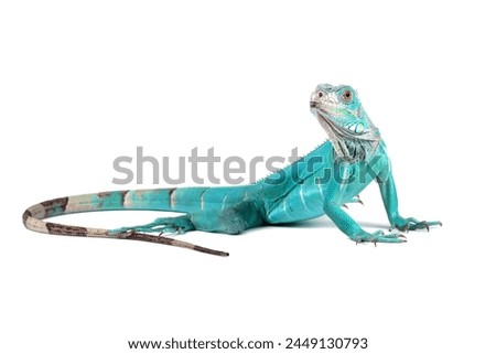 Blue Iguana isolated on white, blue Iguana Cyclura Lewisi, Grand Cayman Blue Iguana Royalty-Free Stock Photo #2449130793