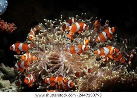 an Anemone fish on the coral reef, indonesia underwater marine fish
