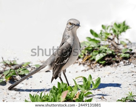 A Close-up Image of an Adult Mocking Bird Foraging In the Sand Near Pensacola Florida Beach 