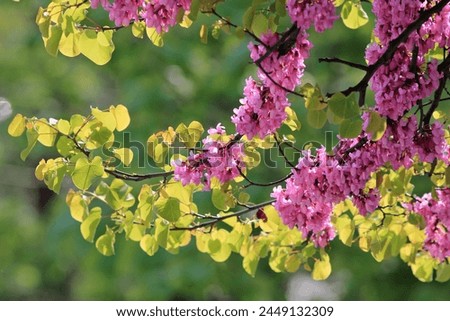 Pink flowers on the branches of Cercis siliquastrum in the park in spring
 Royalty-Free Stock Photo #2449132309